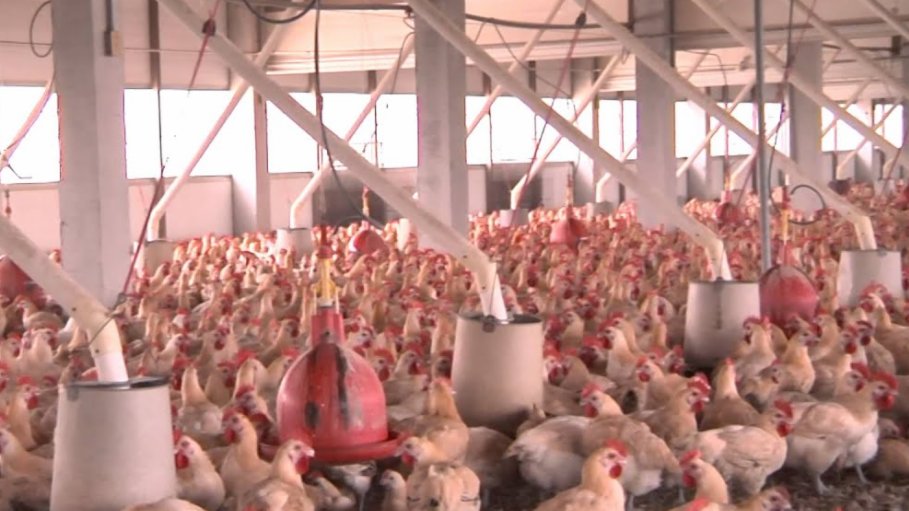 韓國農場驗出H5N8禽流感 痛殺39萬家禽