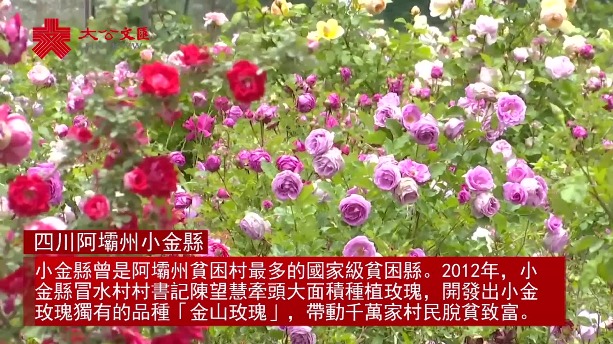 四川高原開出「扶貧花」 一朵玫瑰致富千萬家