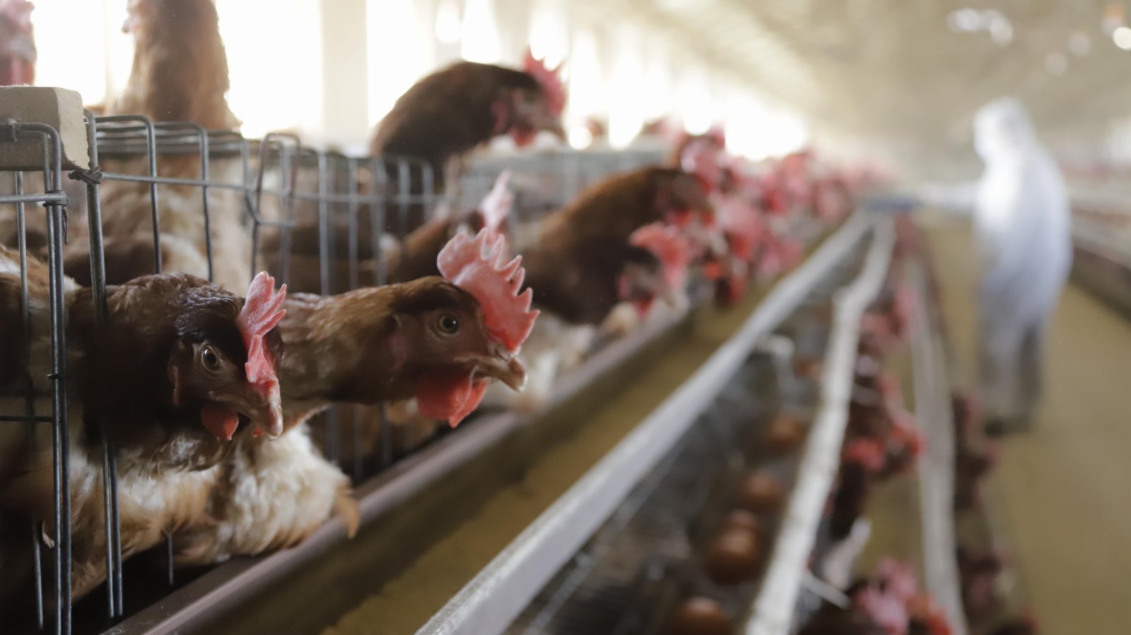 本港暫停進口波蘭部分地區禽肉及禽類產品