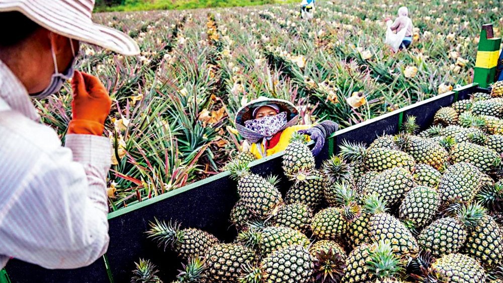 台灣菠蘿有蟲　香蕉殺菌劑超標