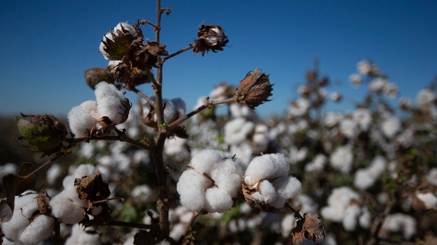 BCI官網撤下「抵制新疆棉花」聲明