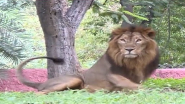 外媒：印度一動物園8頭獅子確診新冠