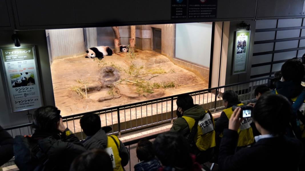日本東京上野動物園喜添雙胞胎大熊貓