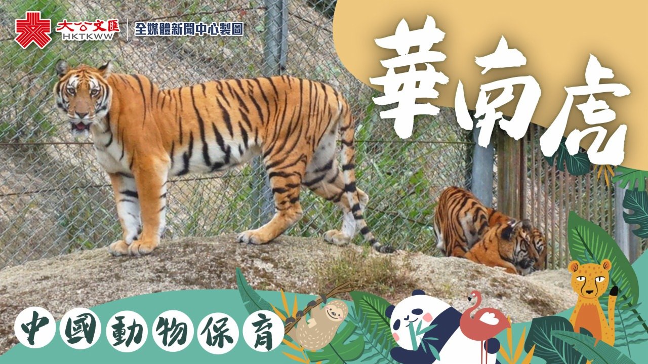 中國動物保育｜總數不及大熊貓的1/10　僅剩人工圈養的牠們即將「重振虎威」