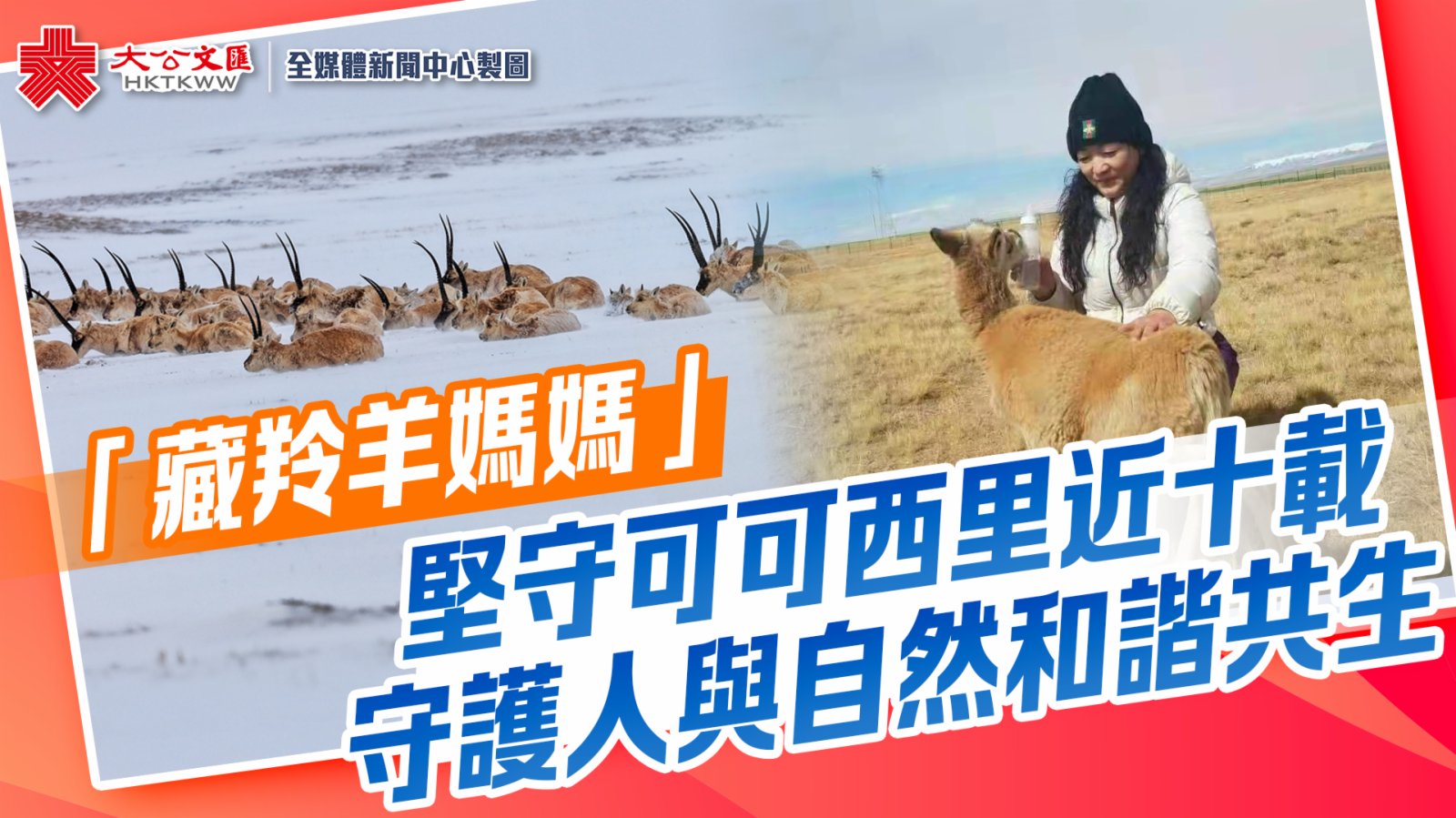 「藏羚羊媽媽」堅守可可西里近十載　守護人與自然和諧共生