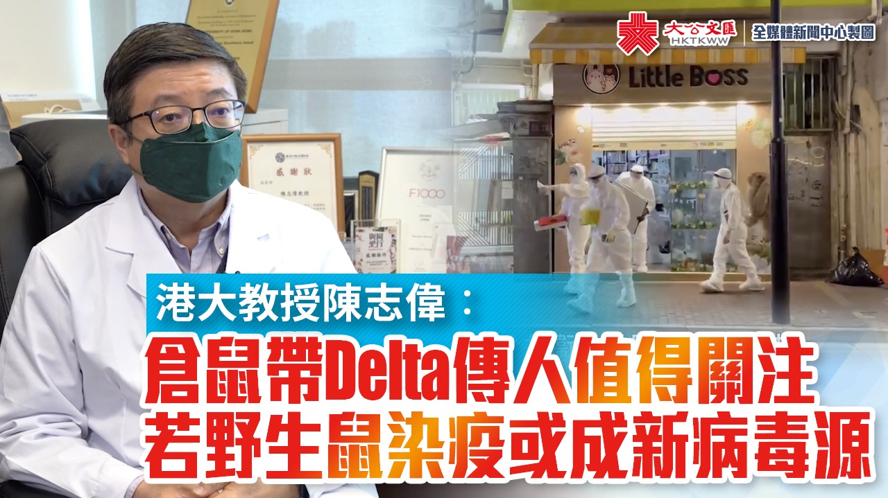 港大教授陳志偉：倉鼠帶Delta傳人值得關注　若野生鼠染疫或成新病毒源