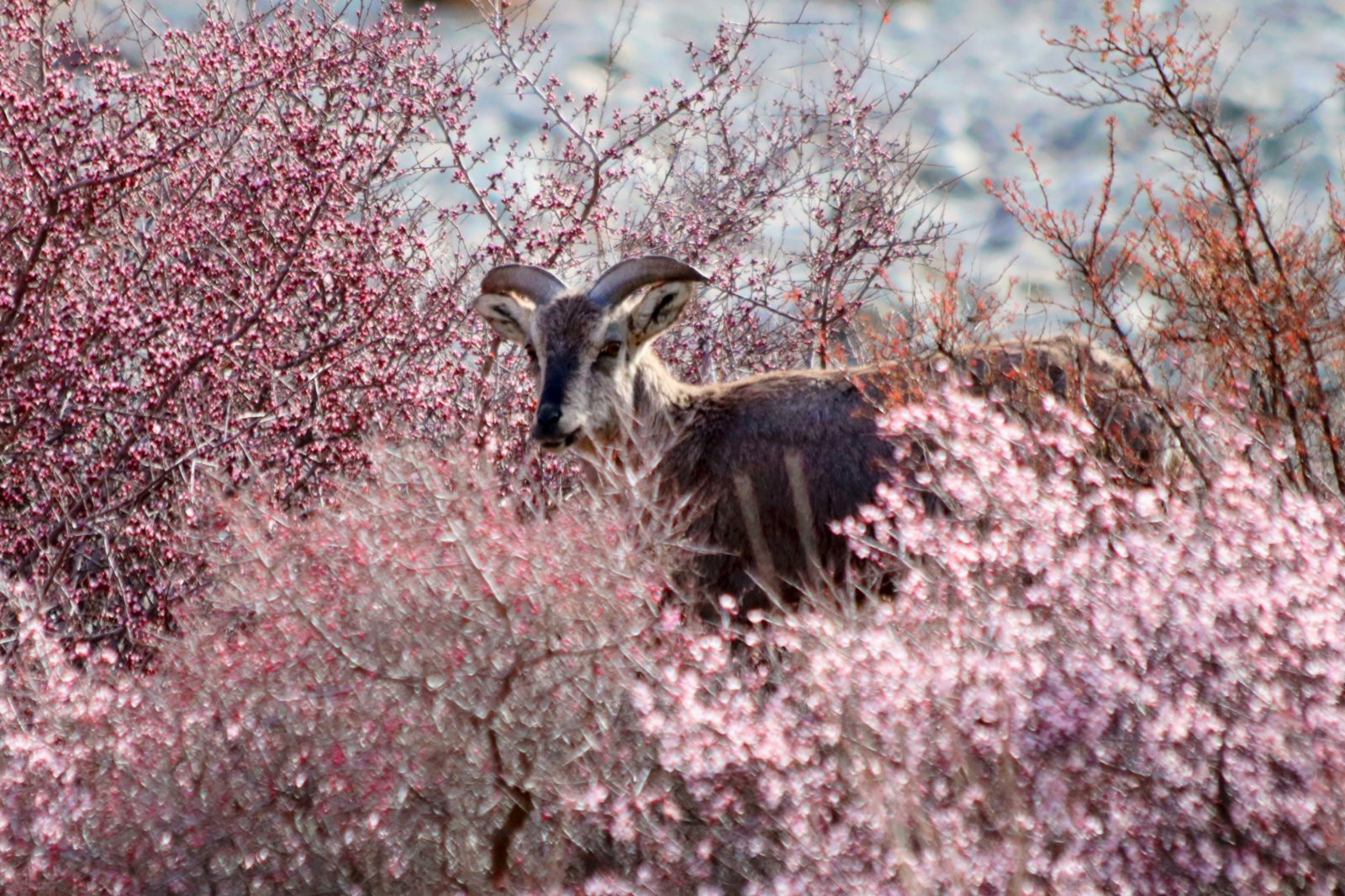 四月，寧夏賀蘭山國家森林公園內國家二級保護植物蒙古扁桃爭相綻放，國家二級保護動物岩羊與二級保護植物蒙古扁桃花的唯美邂逅，給灰色的賀蘭山增添了一抹嫵媚。