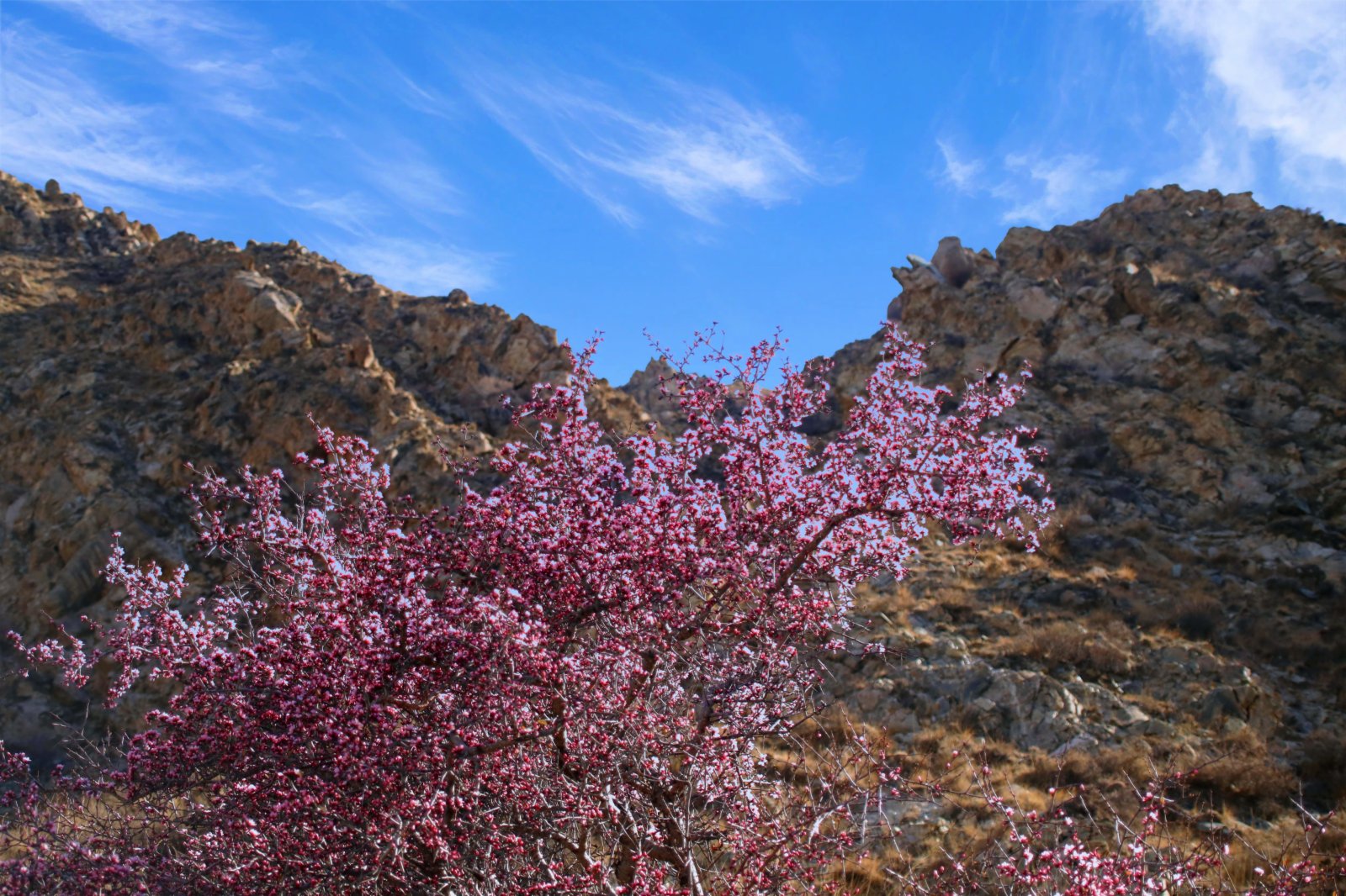 四月，寧夏賀蘭山國家森林公園內國家二級保護植物蒙古扁桃爭相綻放，國家二級保護動物岩羊與二級保護植物蒙古扁桃花的唯美邂逅，給灰色的賀蘭山增添了一抹嫵媚。