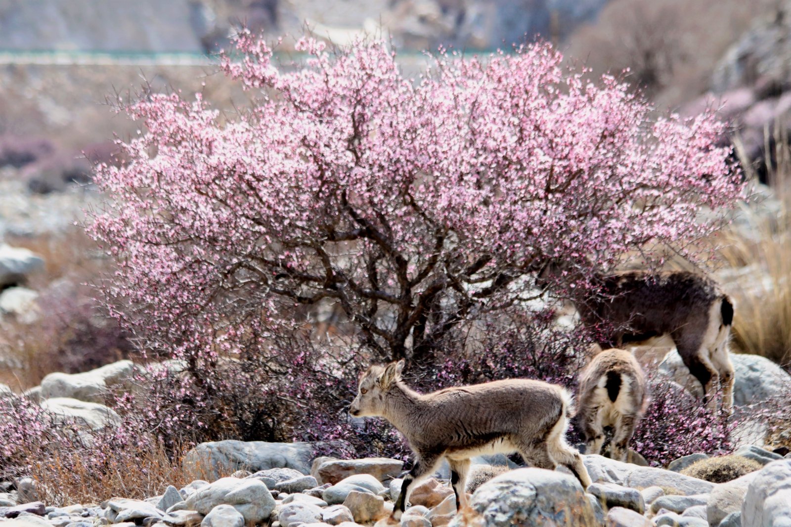 四月，寧夏賀蘭山國家森林公園內國家二級保護植物蒙古扁桃爭相綻放，國家二級保護動物岩羊與二級保護植物蒙古扁桃花的唯美邂逅，給灰色的賀蘭山增添了一抹嫵媚。