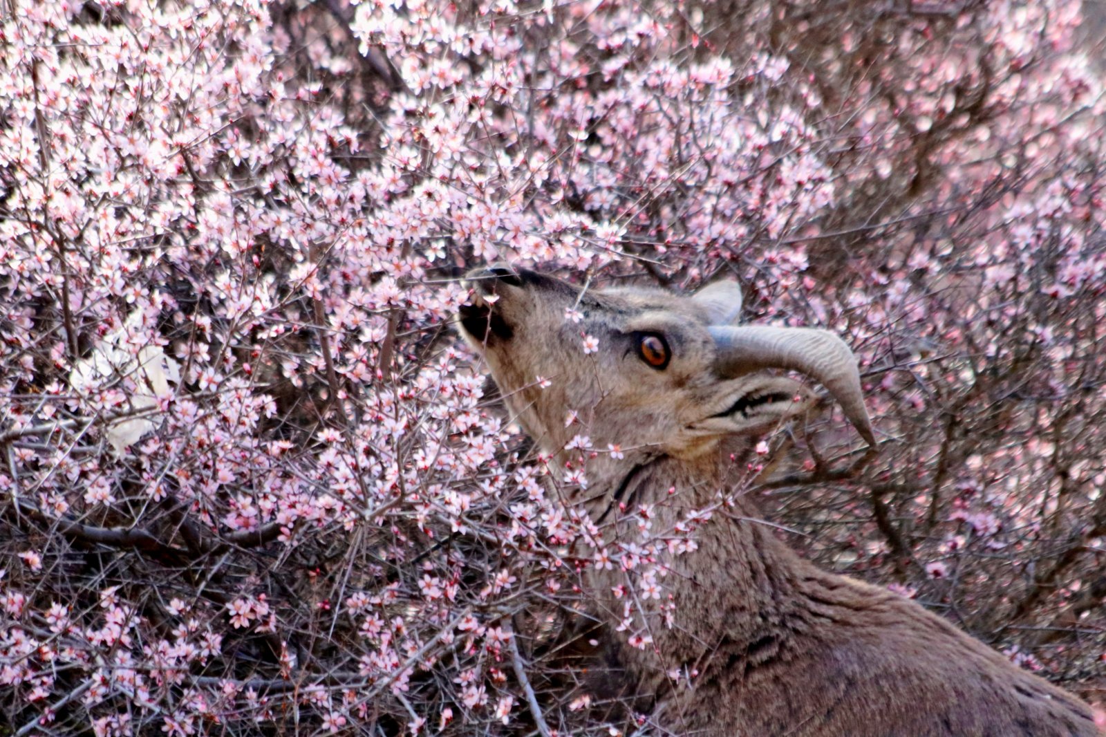 四月，寧夏賀蘭山國家森林公園內國家二級保護植物蒙古扁桃爭相綻放，國家二級保護動物岩羊與二級保護植物蒙古扁桃花的唯美邂逅，給灰色的賀蘭山增添了一抹嫵媚。