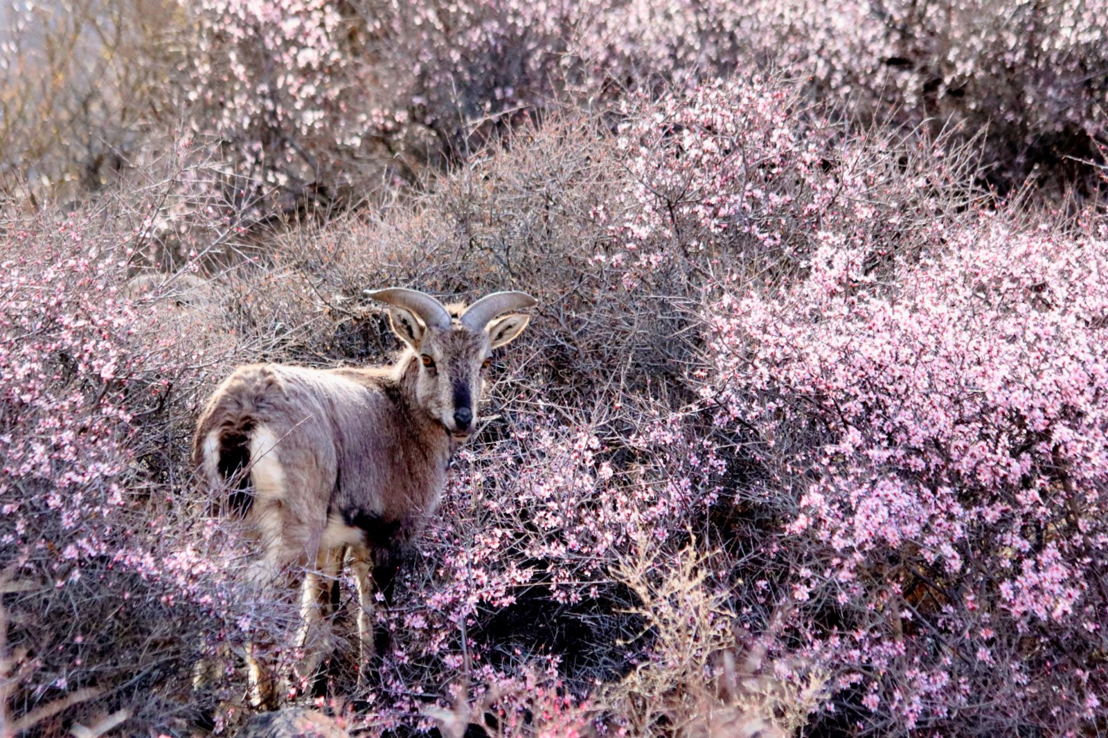 四月，寧夏賀蘭山國家森林公園內國家二級保護植物蒙古扁桃爭相綻放，國家二級保護動物岩羊與二級保護植物蒙古扁桃花的唯美邂逅，給灰色的賀蘭山增添了一抹嫵媚。