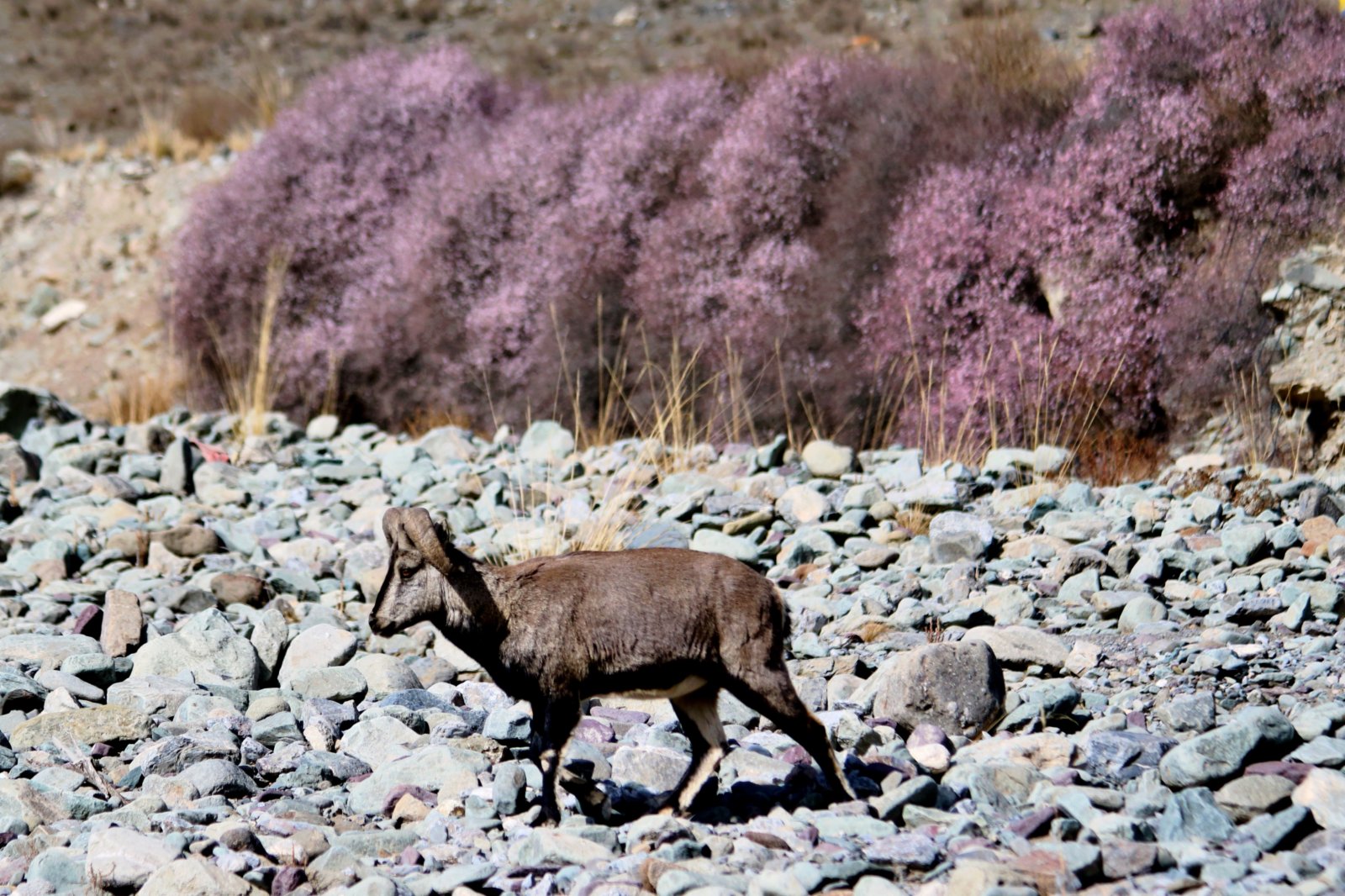 四月，寧夏賀蘭山國家森林公園內國家二級保護植物蒙古扁桃爭相綻放，國家二級保護動物岩羊與二級保護植物蒙古扁桃花的唯美邂逅，給灰色的賀蘭山增添了一抹嫵媚。