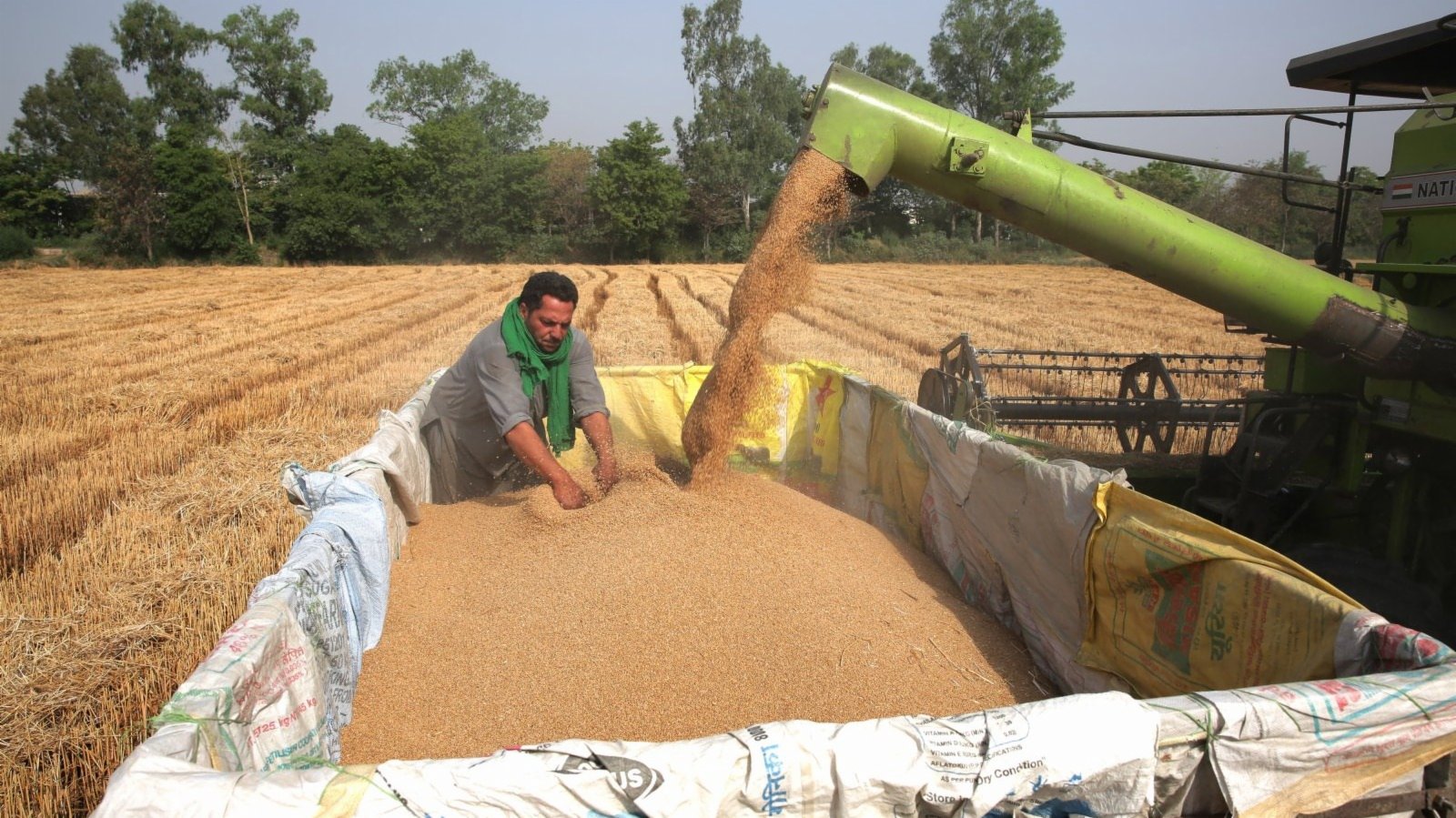 印度放寬小麥出口禁令　規定日期前符合條件的可出口