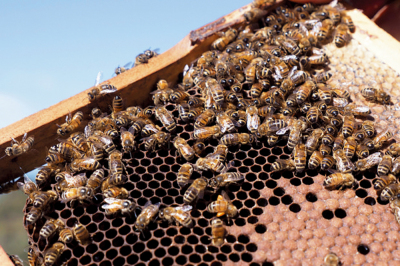 澳洲首現瓦蟎 養蜂業受重擊