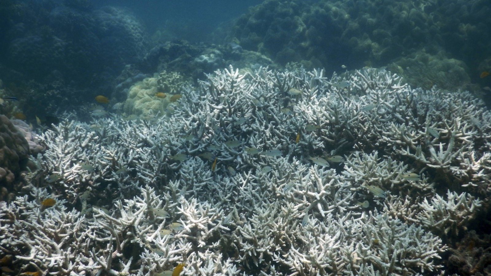 法國研究稱地中海表面溫度創紀錄　對海洋生物構成威脅