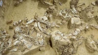 國家文物局發布考古成果　中國百萬年人類史再添新證