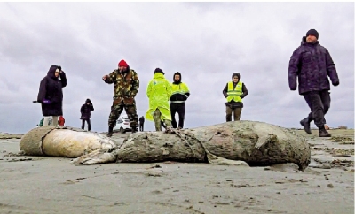 俄羅斯沿岸驚現2500頭海豹屍體