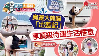 旅外大熊貓·馬來西亞篇｜奧運大熊貓「出差記」　享頂級待遇生活愜意