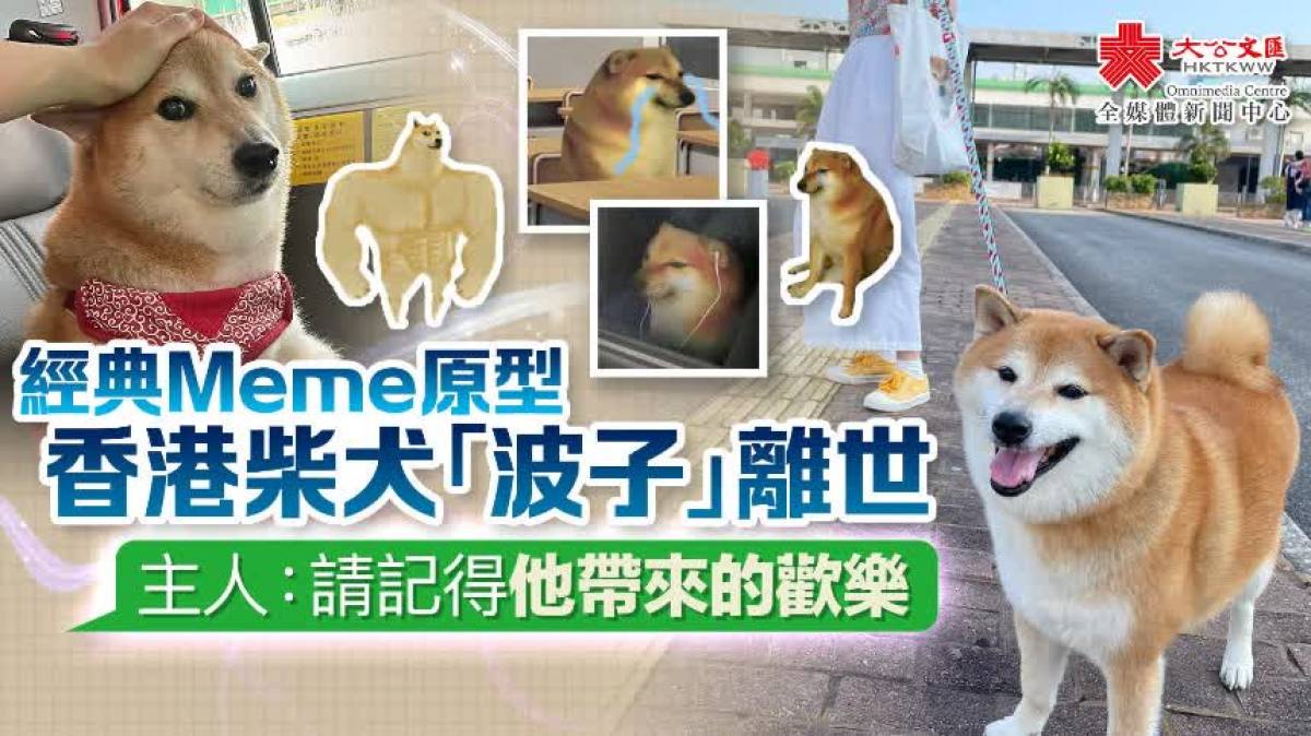 經典Meme原型香港柴犬「波子」離世主人：請記得他帶來的歡樂- 香港- 大公文匯網