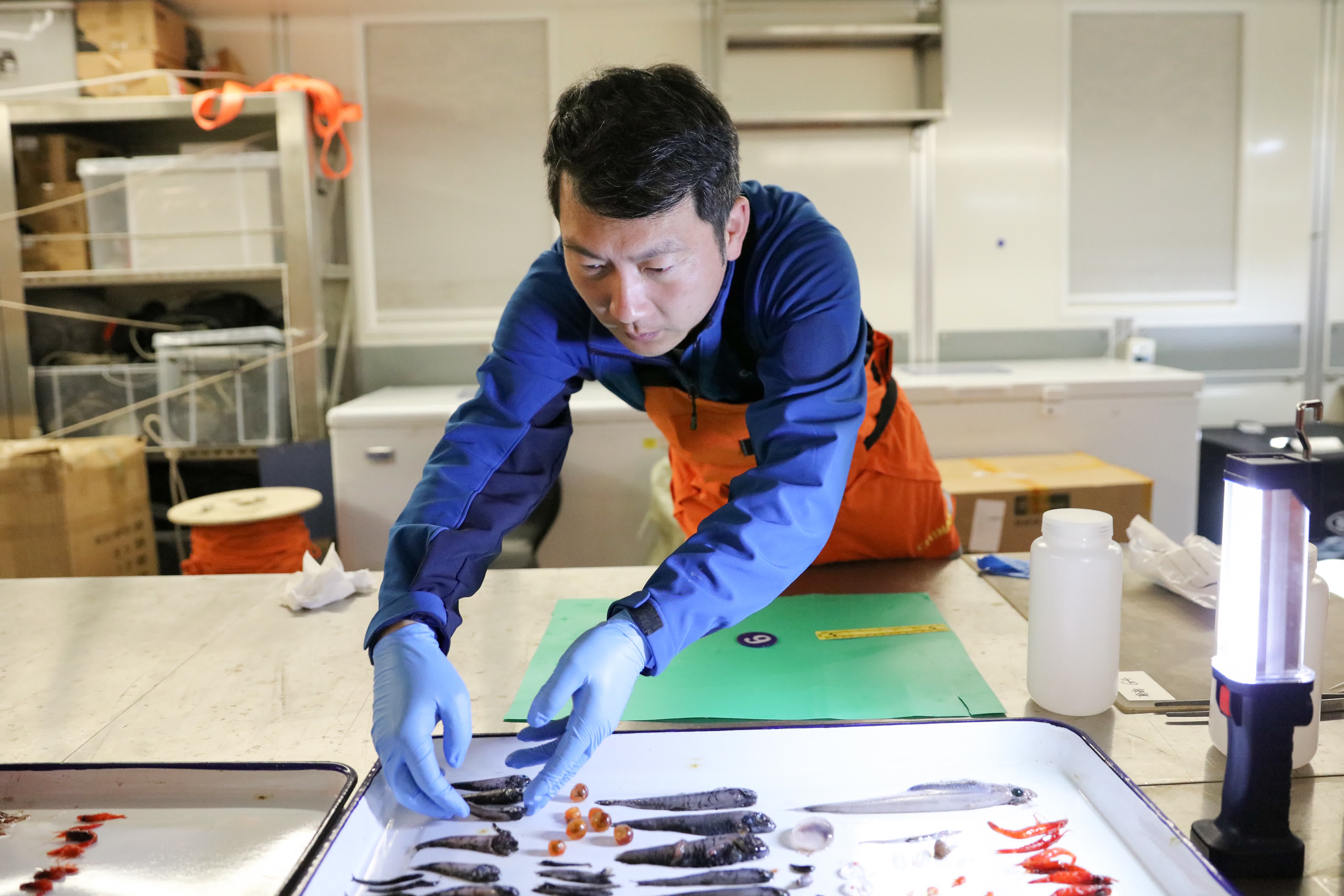 北京時間1月5日，中國第40次南極考察隊隊員、中國海洋大學教授劉陽在中層魚拖網作業結束後對樣品進行整理。（新華社圖片）