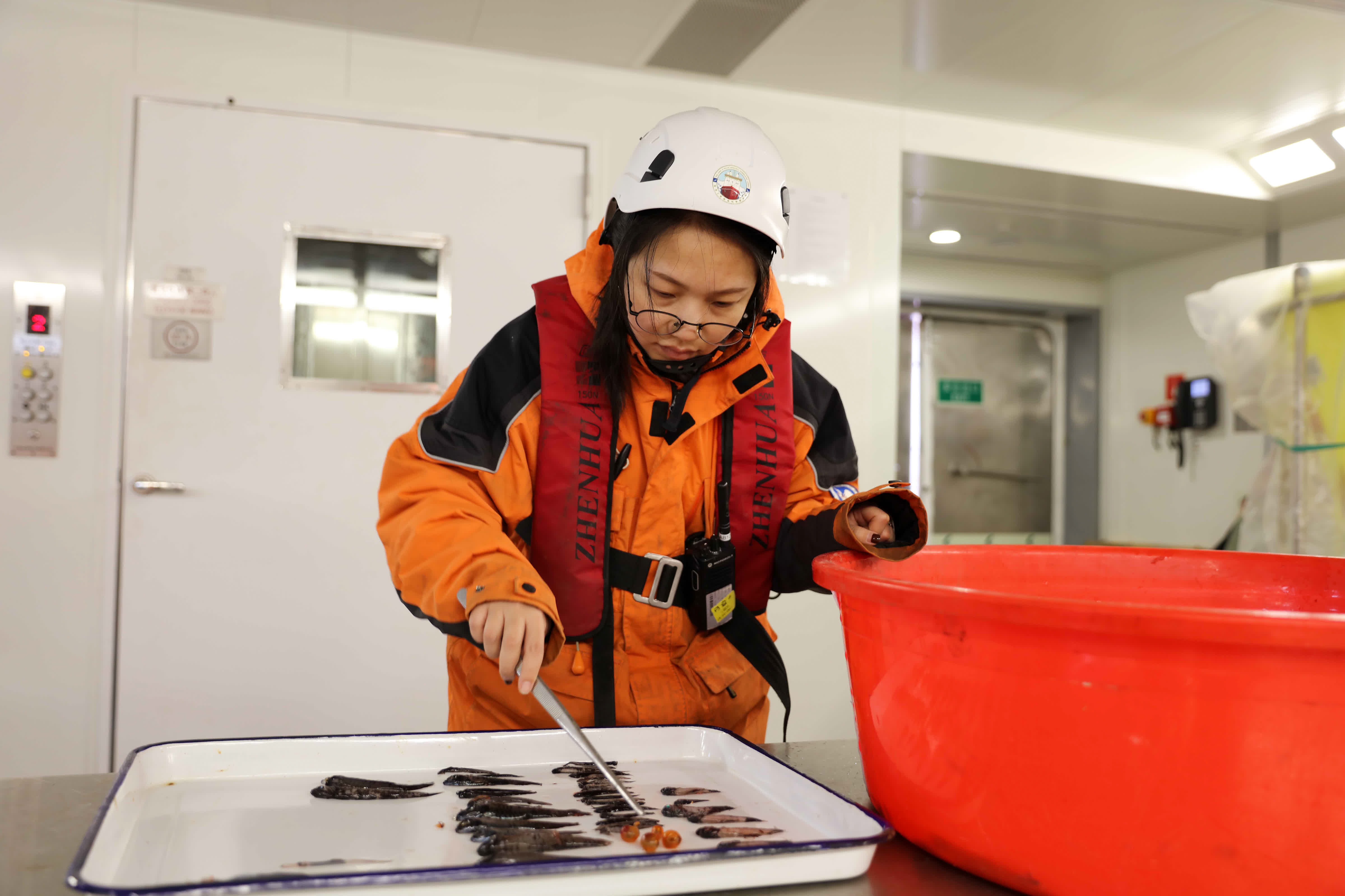 北京時間1月5日，中國第40次南極考察隊隊員王芮在中層魚拖網作業結束後對捕獲的樣品進行分類。（新華社圖片）