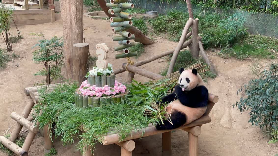旅韓大熊貓「福寶」啟程回國