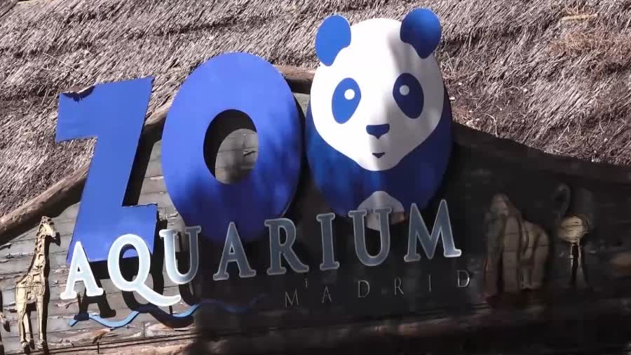 （有片）西班牙馬德里動物園即將迎來新一批大熊貓