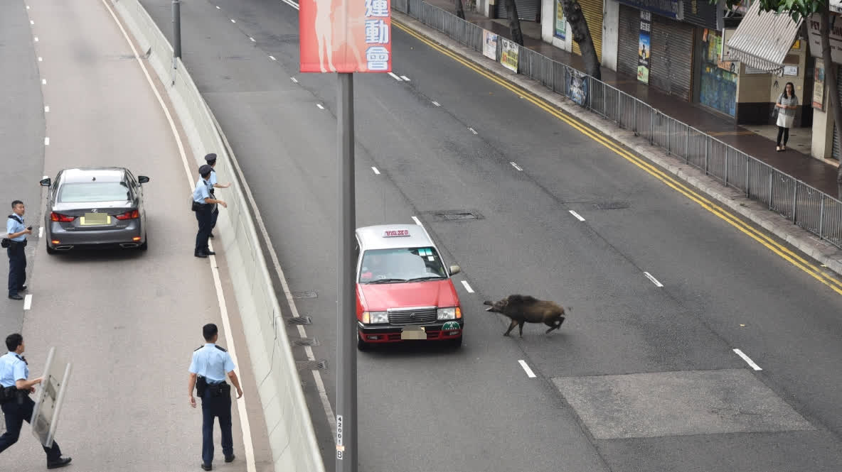 深水埗鬧市有2野豬出沒　南昌街及大埔道南行車線封鎖