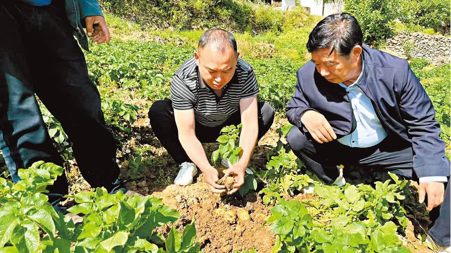 秦嶺腹地出好菜　高山菜品饋港人