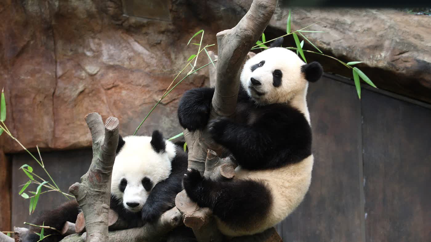 （有片）李家超：已要求文體旅局盡快行動　赴四川商討大熊貓來港安排