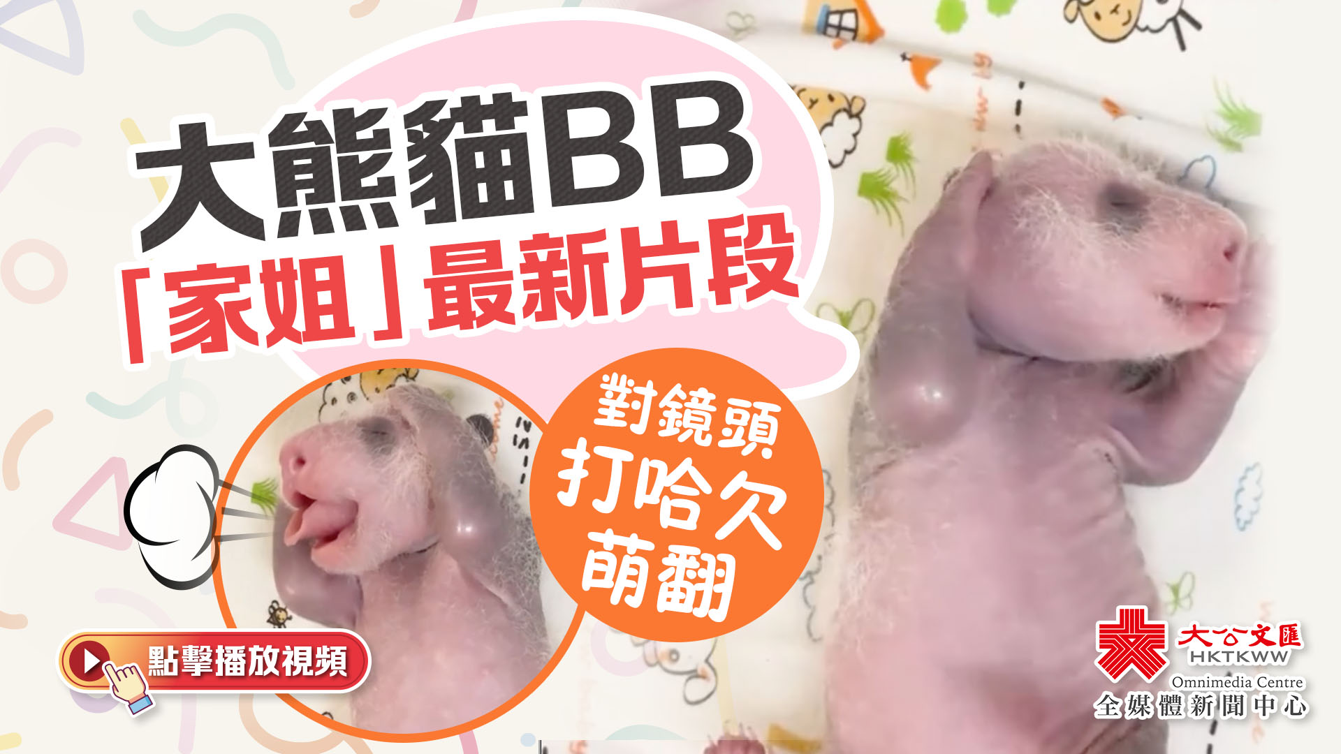 （有片）大熊貓BB「家姐」最新片段來喇！手舞足蹈打哈欠萌翻