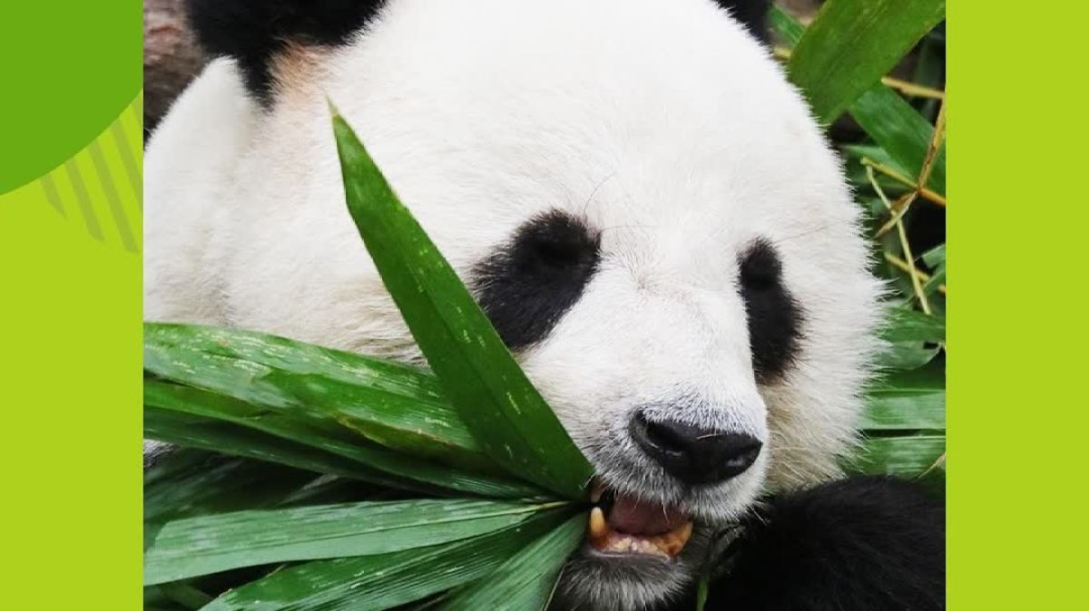 樂樂與在四川「奶爸」Matt視像通話原來龍鳳胎還有兩位「奶媽」？ - 香港- 大公文匯網