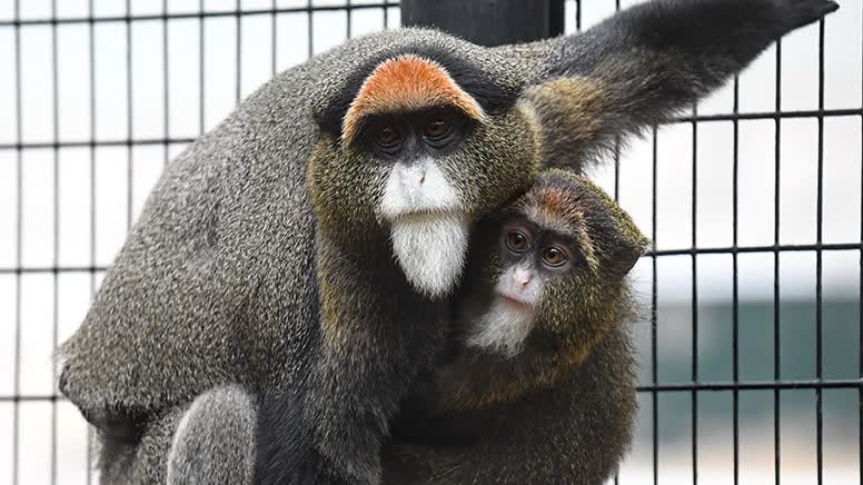 康文署：香港動植物公園9猴屍體已送化驗　無新增死亡個案