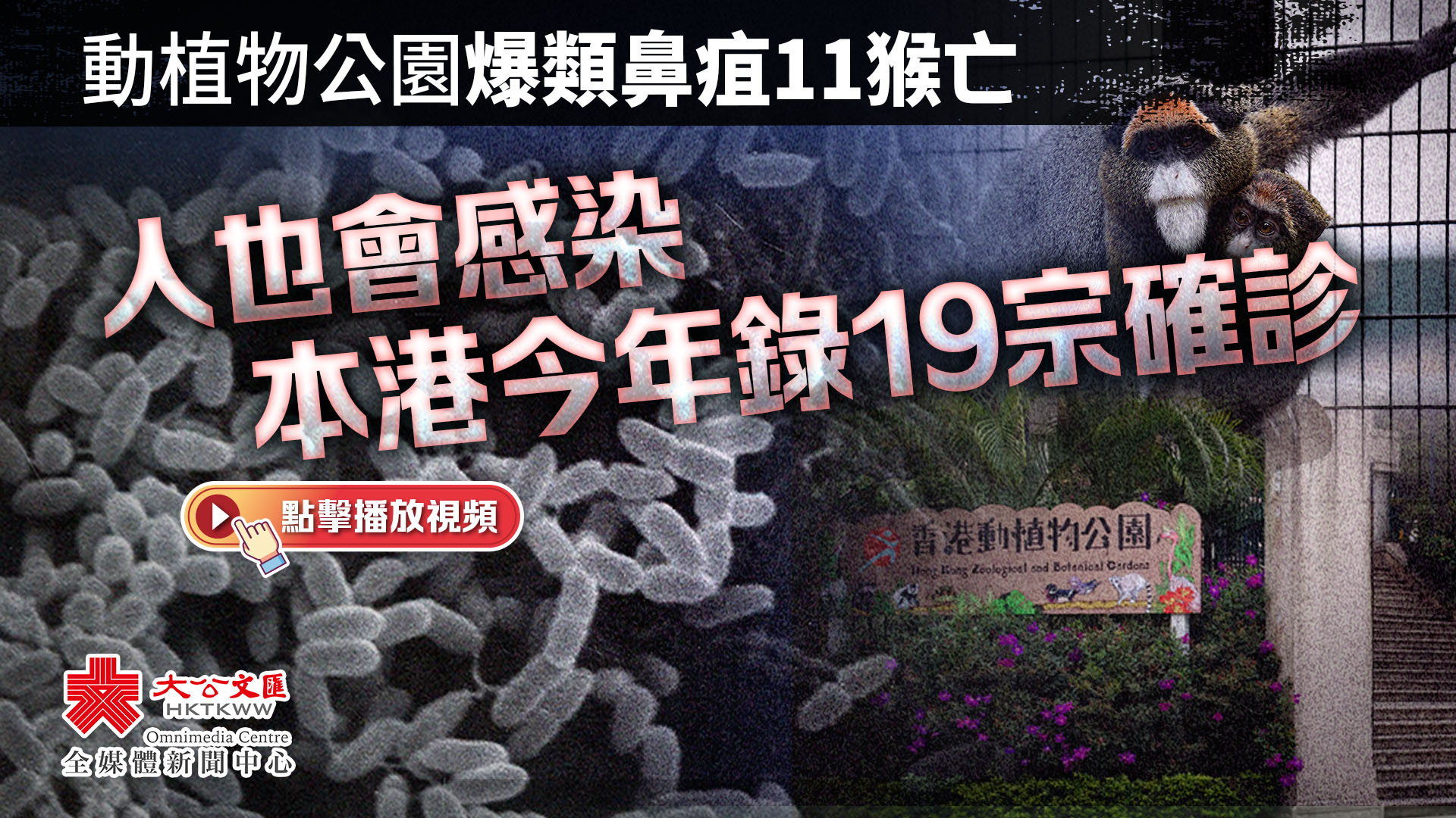 （有片）動植物公園爆類鼻疽11猴亡　人也會感染　本港今年錄19宗確診