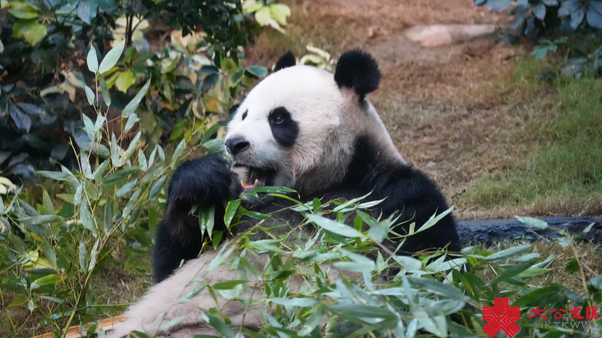 回放 | 先睹為快！海洋公園大熊貓「安安」和「可可」傳媒見面會