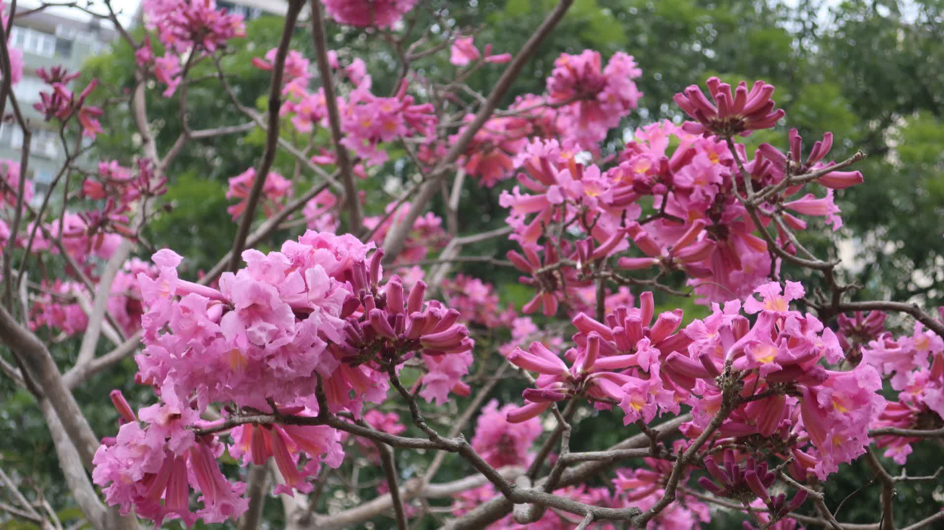 西沙路紫花風鈴木綻放　市民爭相打卡留念（附交通指南）