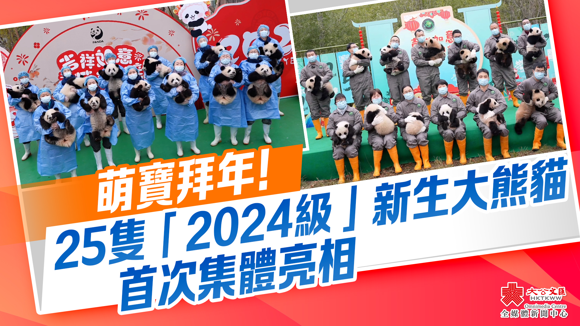 （有片）萌寶拜年！25隻「2024級」新生大熊貓首次集體亮相