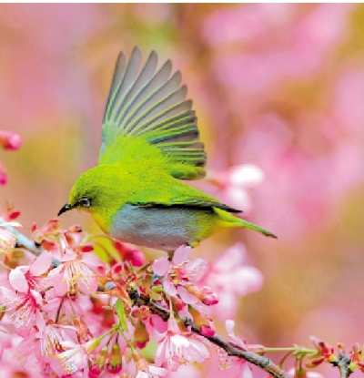 趣趣地/繡眼鳥戲春枝