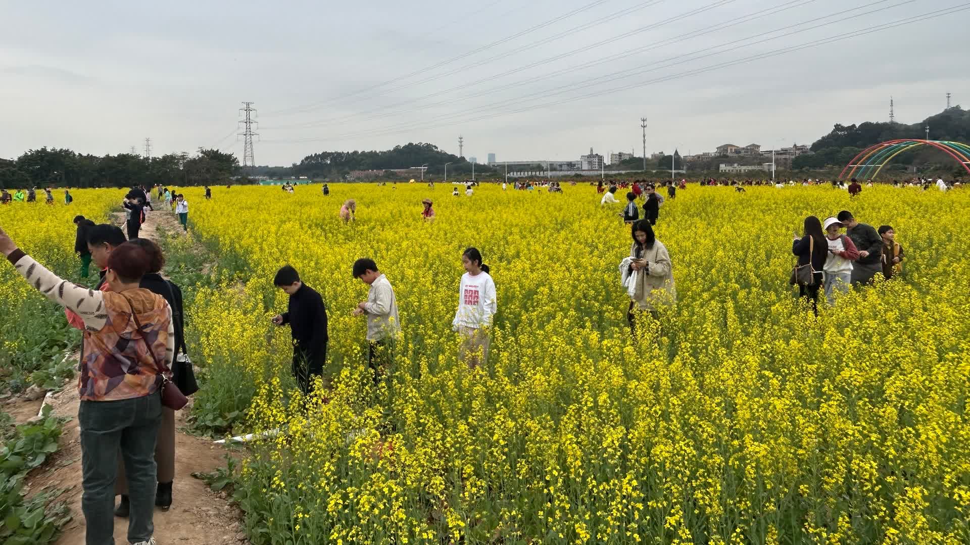 聚焦中央一號文件|鄉村特色旅遊受捧　穗 「城裏的油菜花海」激活城鄉消費