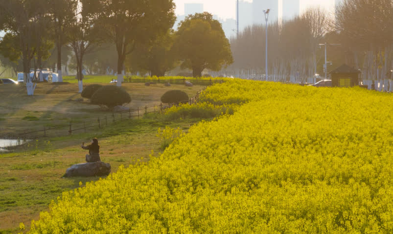 湖畔的小草爭相破土，嫩綠的柳絲輕拂水面，金黃的油菜花競相綻放……仲春時節，在安徽省合肥市包河區南部的巢湖沿岸，春的氣息撲面而來。據悉，這片油菜花田種植總面積約20畝。在這裏，市民們或坐在高高的堤壩上，感受鳥語花香，遠觀湖光山色；或沿着小徑，進入蘆葦深處，近看一湖春水；或開着房車、扎起帳篷露營，仰望廬州星空，與大自然來一次徹夜長談。

【發布】大公文匯國際傳播中心

【採寫】朱順傑

【通訊員】葉玉庭 包宣

【編輯】田欣妍

【審核】鍾俊峰