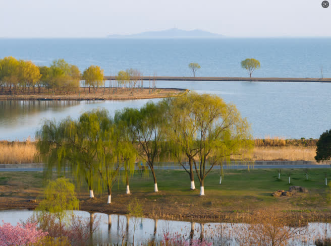 湖畔的小草爭相破土，嫩綠的柳絲輕拂水面，金黃的油菜花競相綻放……仲春時節，在安徽省合肥市包河區南部的巢湖沿岸，春的氣息撲面而來。據悉，這片油菜花田種植總面積約20畝。在這裏，市民們或坐在高高的堤壩上，感受鳥語花香，遠觀湖光山色；或沿着小徑，進入蘆葦深處，近看一湖春水；或開着房車、扎起帳篷露營，仰望廬州星空，與大自然來一次徹夜長談。

【發布】大公文匯國際傳播中心

【採寫】朱順傑

【通訊員】葉玉庭 包宣

【編輯】田欣妍

【審核】鍾俊峰