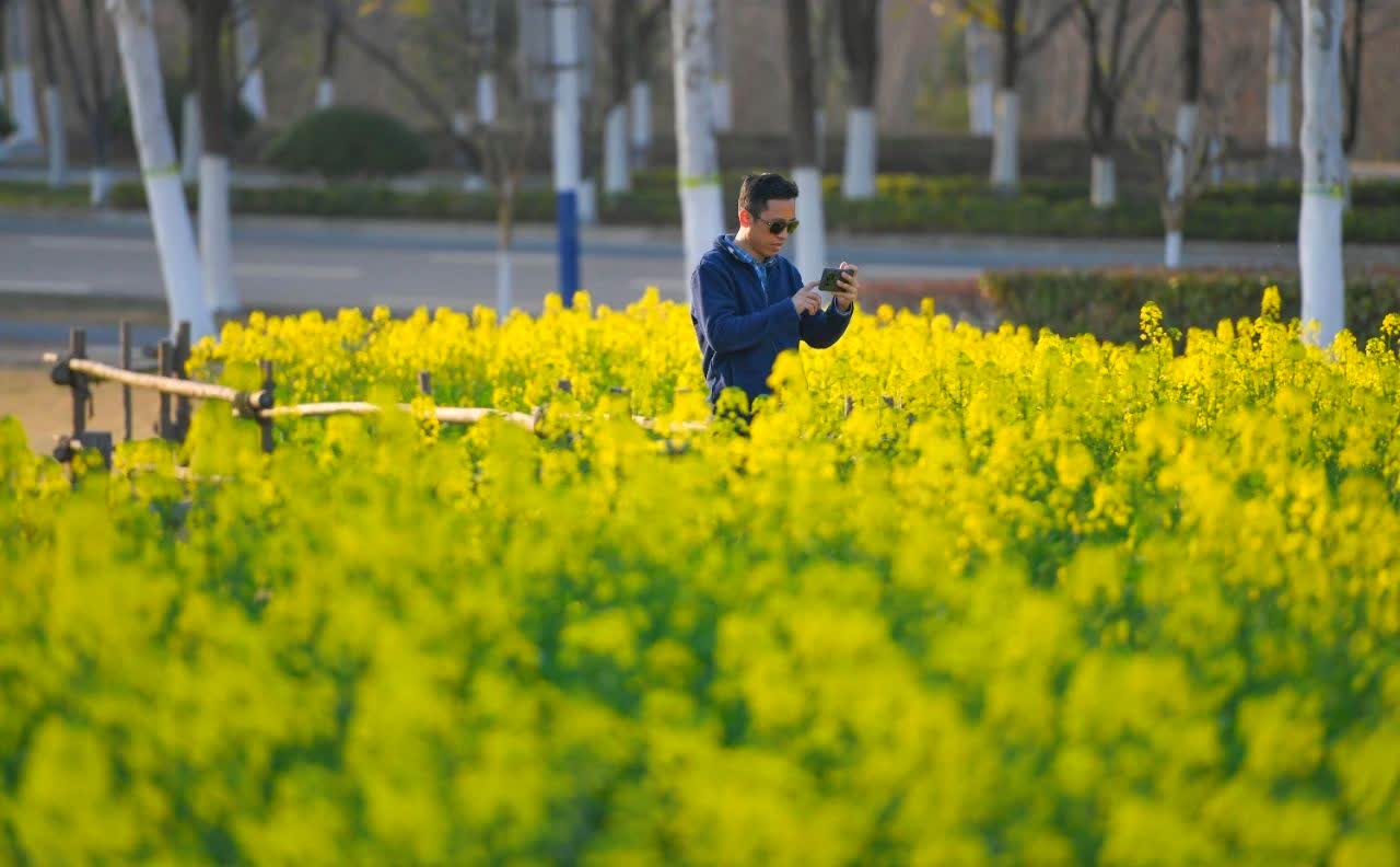 湖畔的小草爭相破土，嫩綠的柳絲輕拂水面，金黃的油菜花競相綻放……仲春時節，在安徽省合肥市包河區南部的巢湖沿岸，春的氣息撲面而來。據悉，這片油菜花田種植總面積約20畝。在這裏，市民們或坐在高高的堤壩上，感受鳥語花香，遠觀湖光山色；或沿着小徑，進入蘆葦深處，近看一湖春水；或開着房車、扎起帳篷露營，仰望廬州星空，與大自然來一次徹夜長談。

【發布】大公文匯國際傳播中心

【採寫】朱順傑

【通訊員】葉玉庭 包宣

【編輯】田欣妍

【審核】鍾俊峰