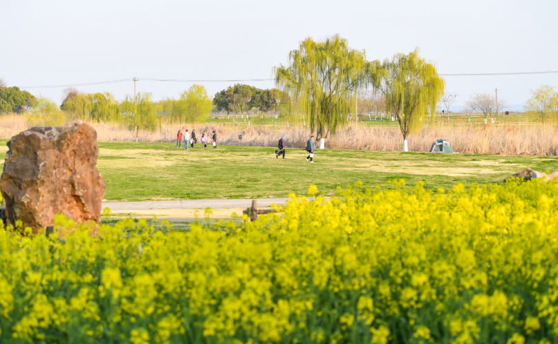 湖畔的小草爭相破土，嫩綠的柳絲輕拂水面，金黃的油菜花競相綻放……仲春時節，在安徽省合肥市包河區南部的巢湖沿岸，春的氣息撲面而來。據悉，這片油菜花田種植總面積約20畝。在這裏，市民們或坐在高高的堤壩上，感受鳥語花香，遠觀湖光山色；或沿着小徑，進入蘆葦深處，近看一湖春水；或開着房車、扎起帳篷露營，仰望廬州星空，與大自然來一次徹夜長談。

【發布】大公文匯國際傳播中心

【採寫】朱順傑

【通訊員】葉玉庭 包宣

【編輯】田欣妍

【審核】鍾俊峰