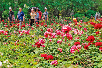 市井萬象/月季花開芬芳滿園