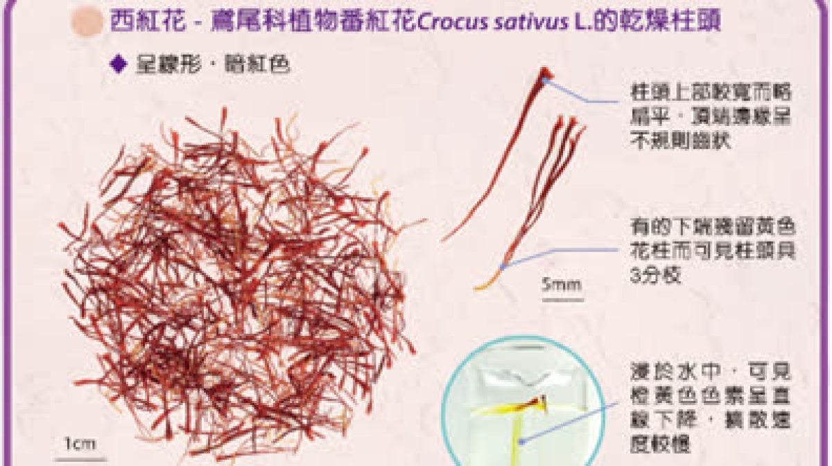 如何分辨中藥材:西紅花與紅花 - 大文號 - 大公文匯網