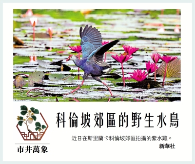 市井萬象/科倫坡郊區的野生水鳥