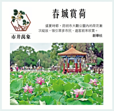 市井萬象/春城賞荷