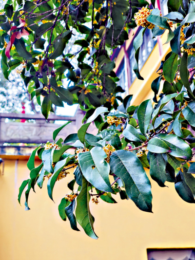 君子玉言/陪伴母親的日子\小 杳