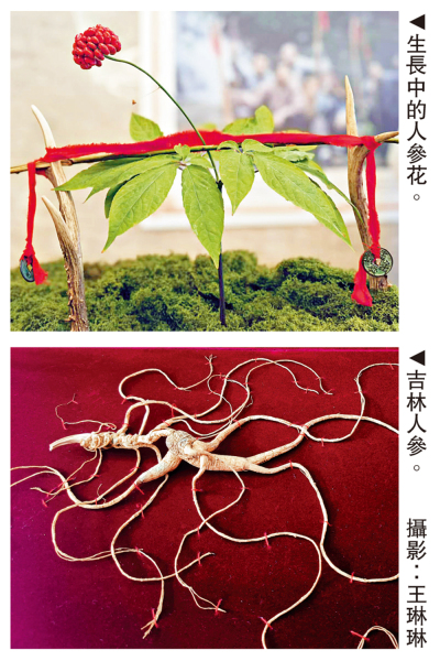 專家建議/秋冬巧用人參 溫補不燥養藏養肺\趙繼福