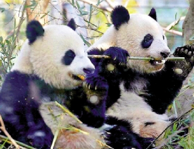 日本民眾擔憂進入「無熊貓時代」